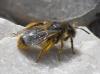 Andrena sp.